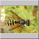 Cerceris arenaria - Sandknotenwespe w03.jpg